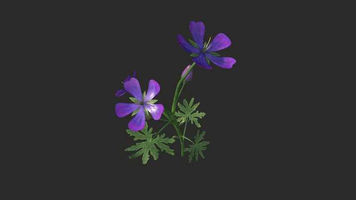 Geranium flower 3D Model