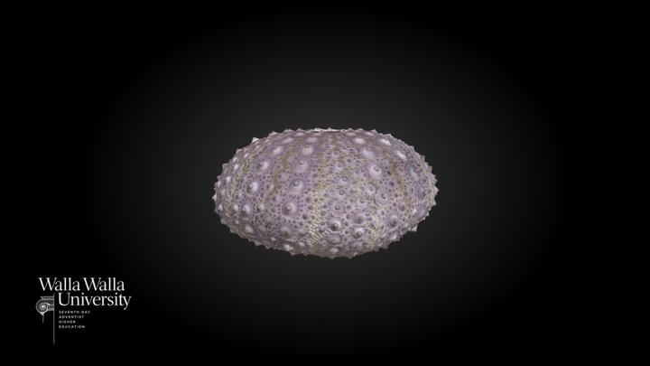 Urchin (Strongylocentrotus franciscanus) test 3D Model