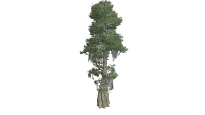 Bald Cypress Tree #08 3D Model