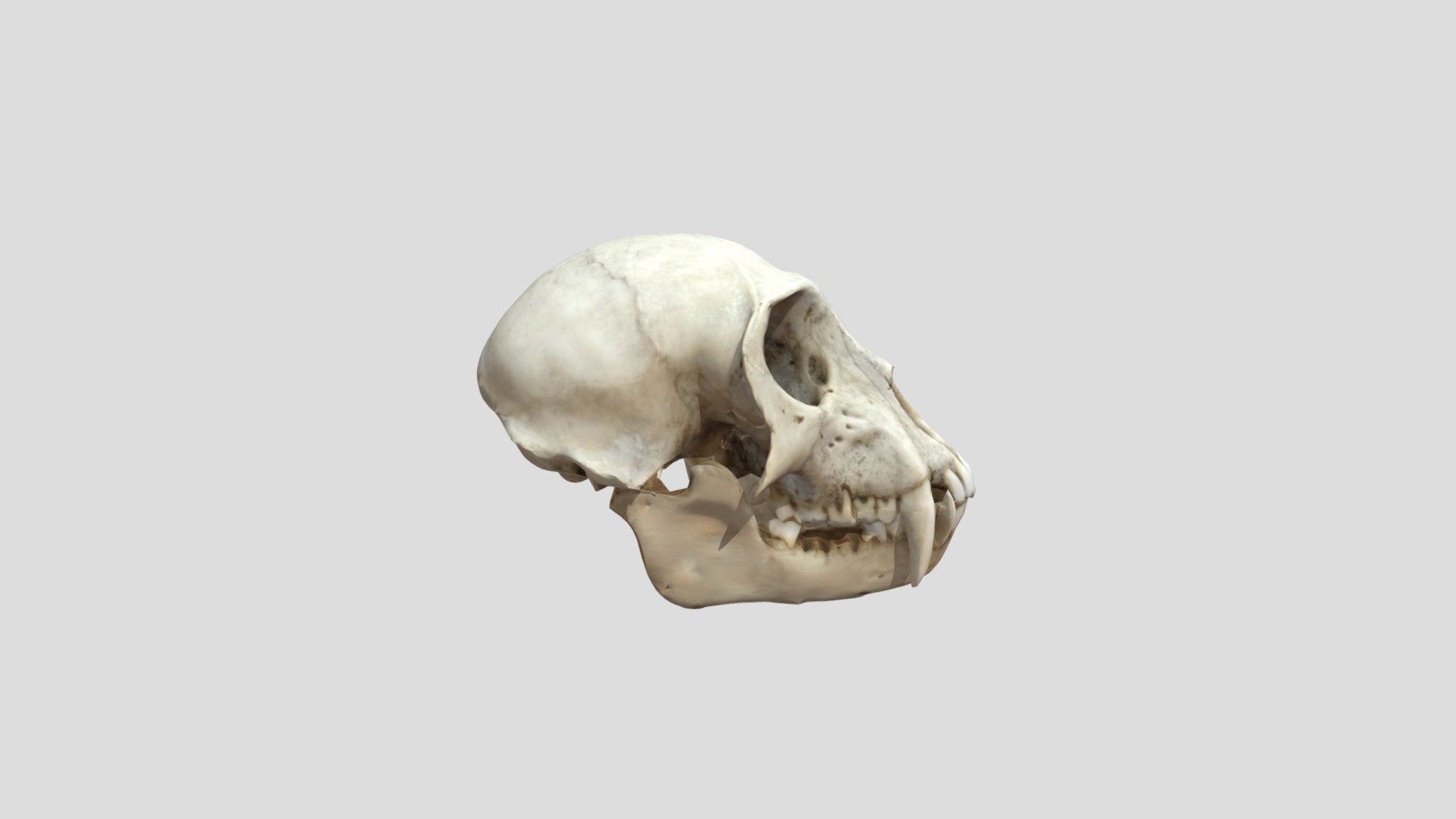 Singe Vert skull