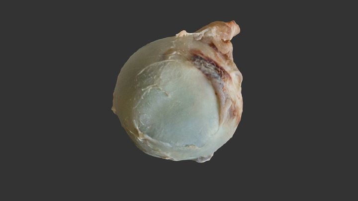 Occhio 3D Model