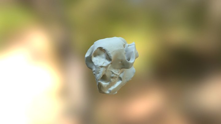 Koala Skull 3D Model