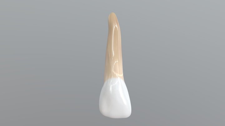 Maxillary Lateral Incisor 3d