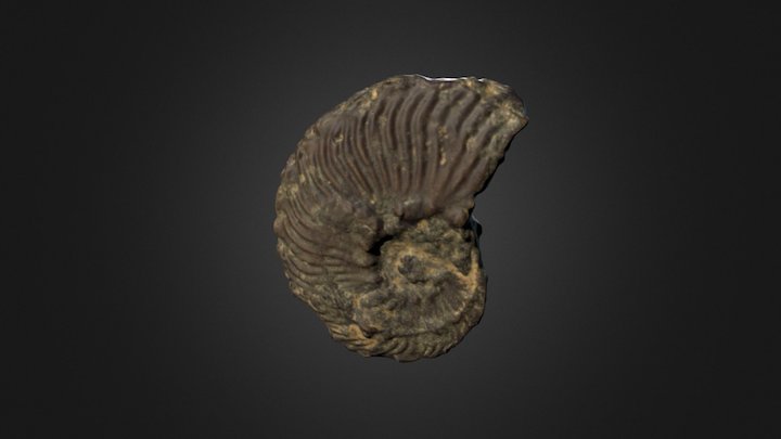 Callihoplites leptus (CAMSM B 1537) 3D Model