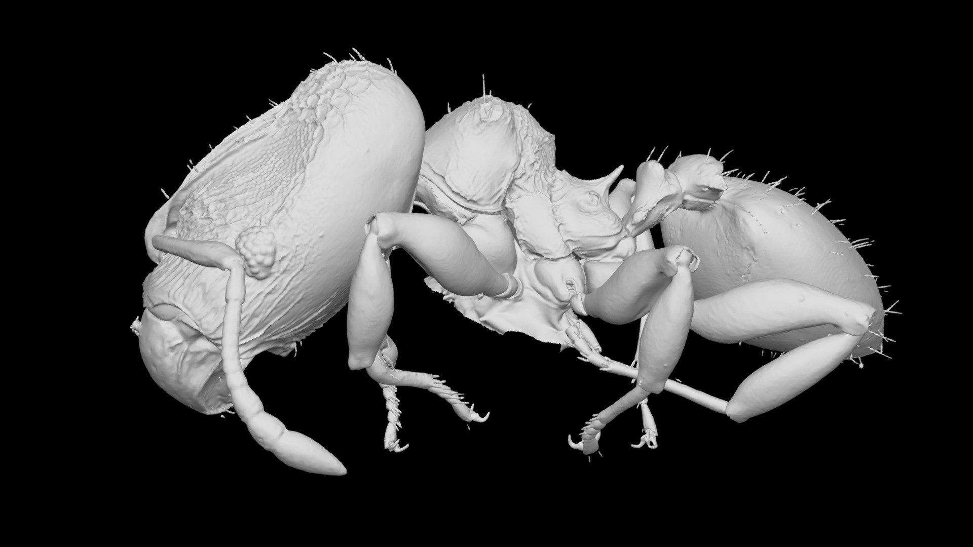 Pheidole kava Major Worker CASENT0185437