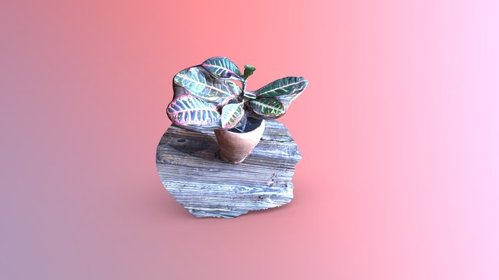 Julia Cheung_Garden Croton 3D Model