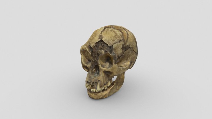 Homo floresiensis [LB1, „Hobbit”] 3D Model