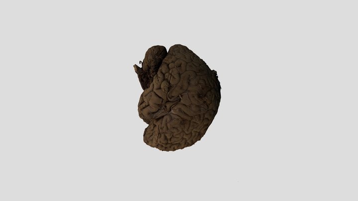 whole 6 FIXEDFINAL 3D Model