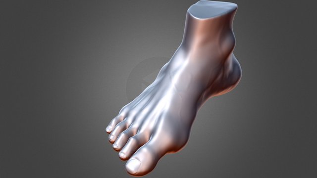 Fuß 3D Model
