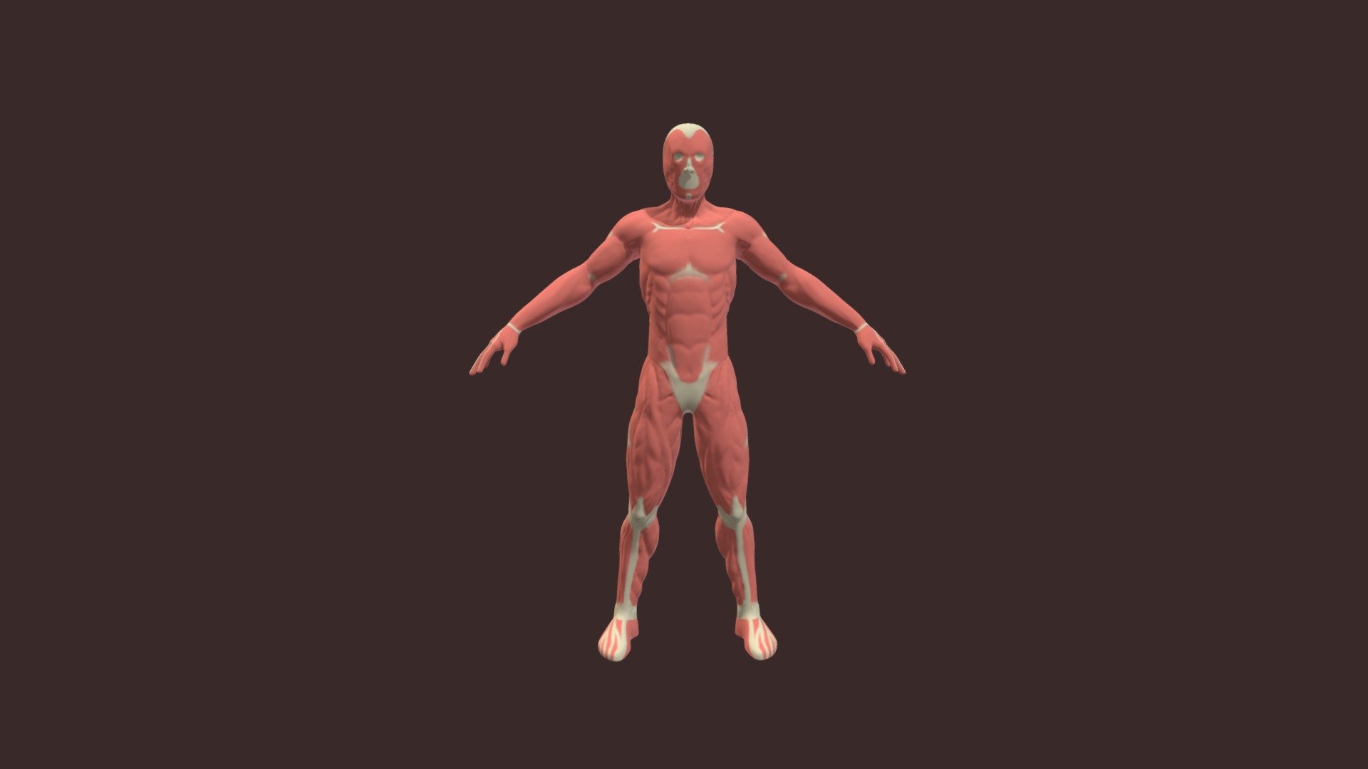284_Lafontaine_Xavier_Anatomie