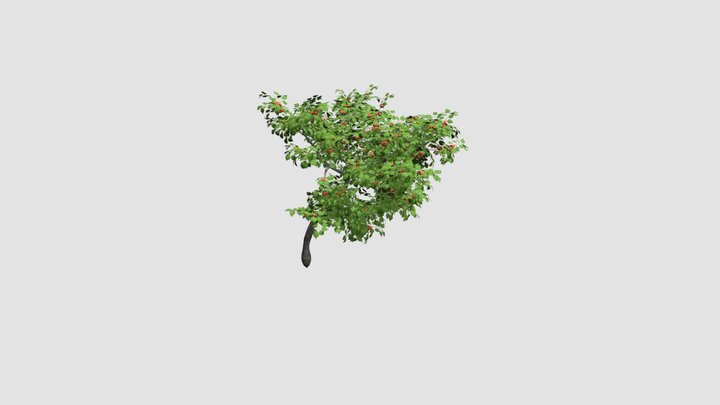 Prunus armeniaca Plant 3D Model
