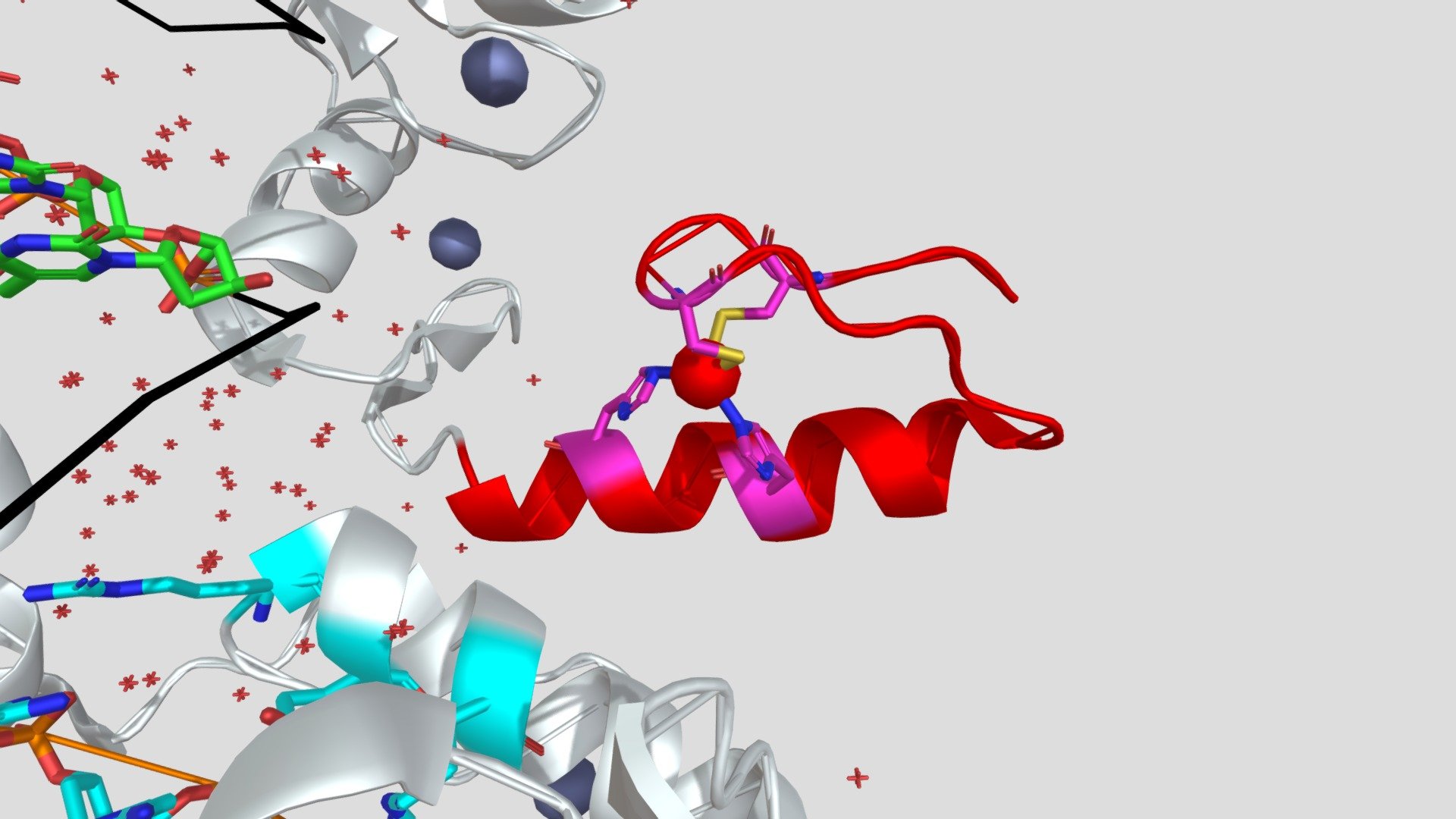 Model of zinc fingers in the ZFP568:DNA complex - Download Free 3D ...