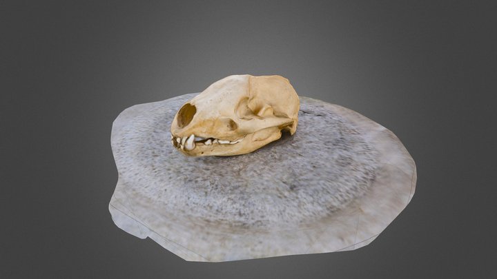 Skull_Memento 3D Model