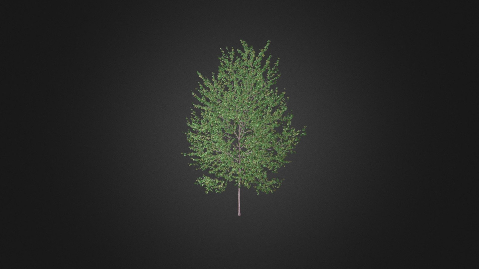 Silver Birch (betula Pendula) 2.7m - Buy Royalty Free 3d Model By 