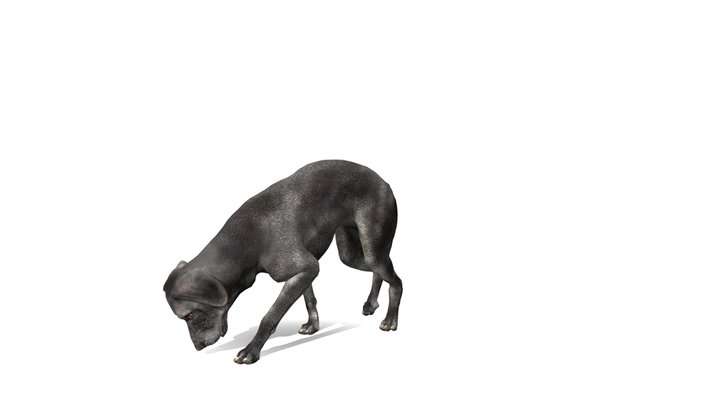 Labrador dog from COTW game. 3D Model