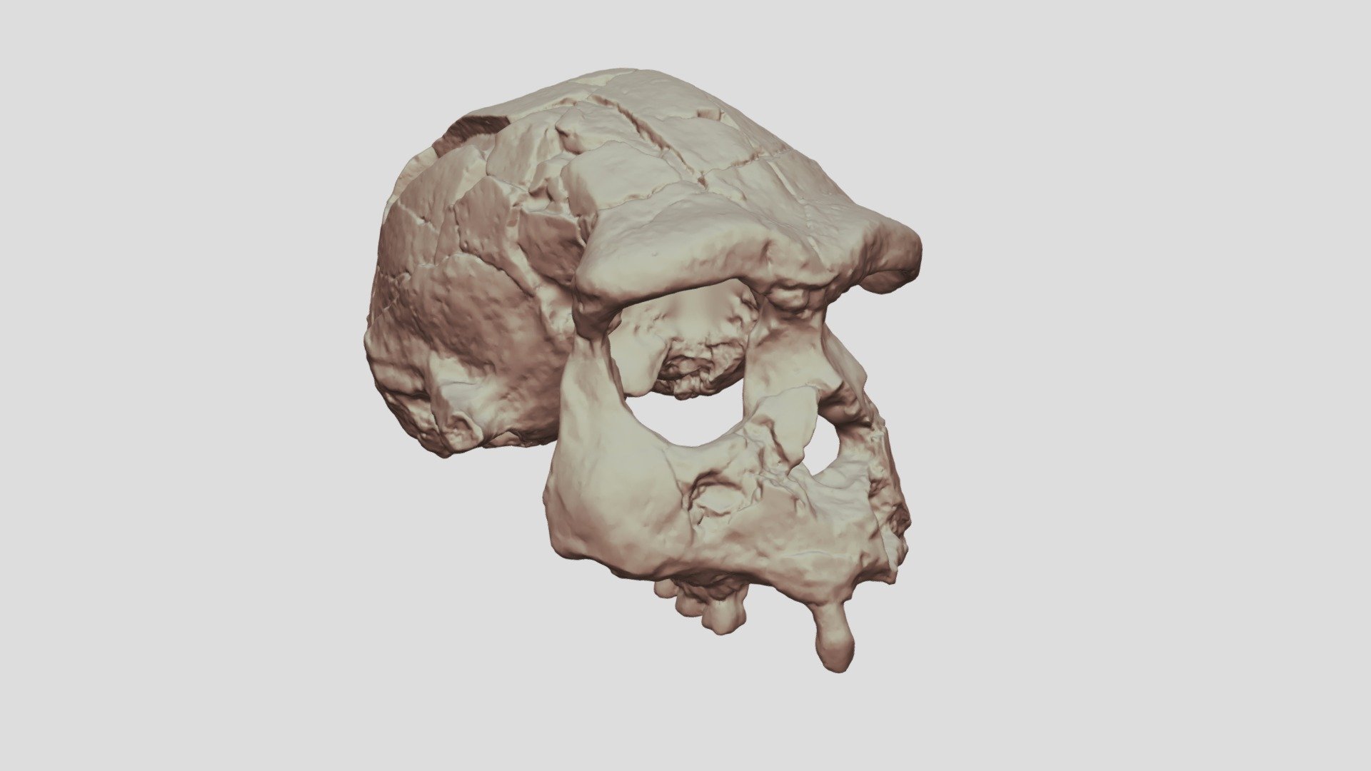 Homo erectus (Pithecanthrope de Java:Sangiran17)