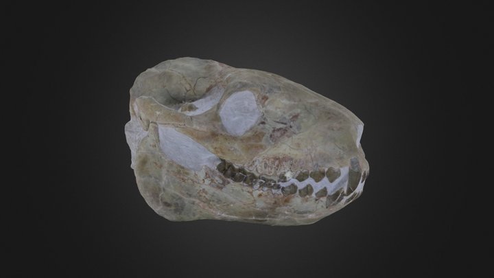 Vertebrate: Merycoidodon culbertsoni (PRI 50653) – Free 3D Model STL