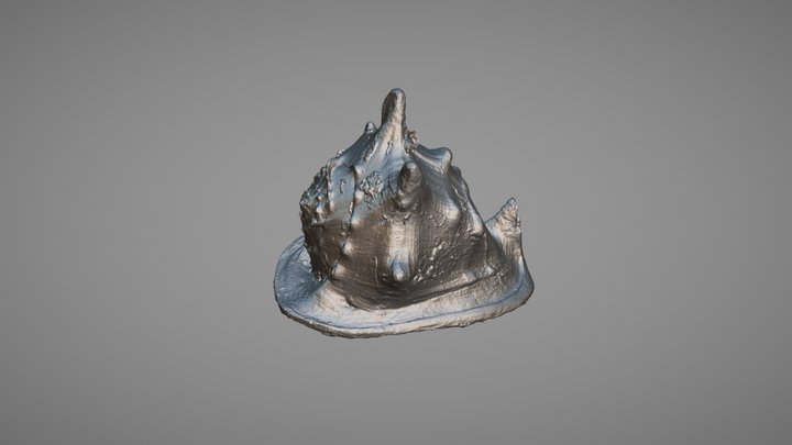 Shell1 3D Model
