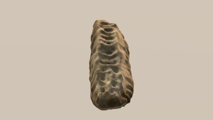 Mammuthus trogontherii / Molar3 3D Model