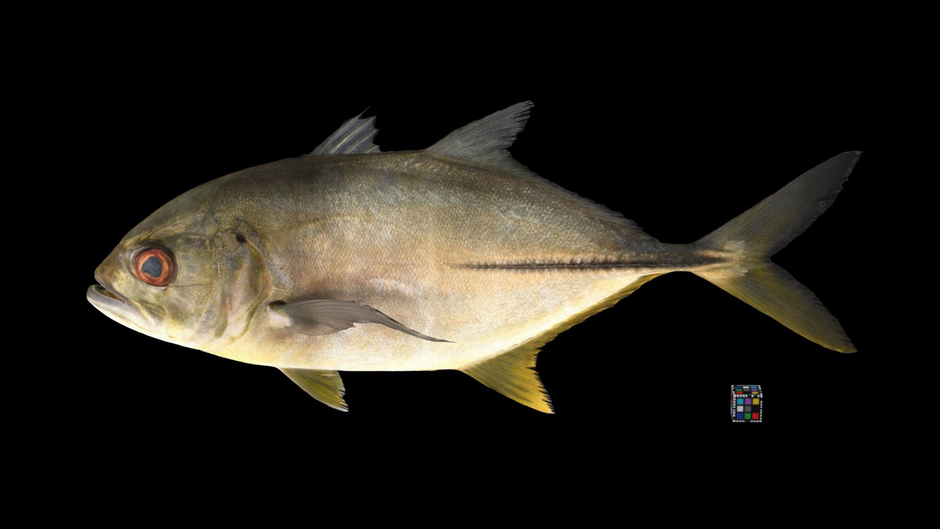 ギンガメアジ Bigeye Trevally, Caranx sexfasciatus