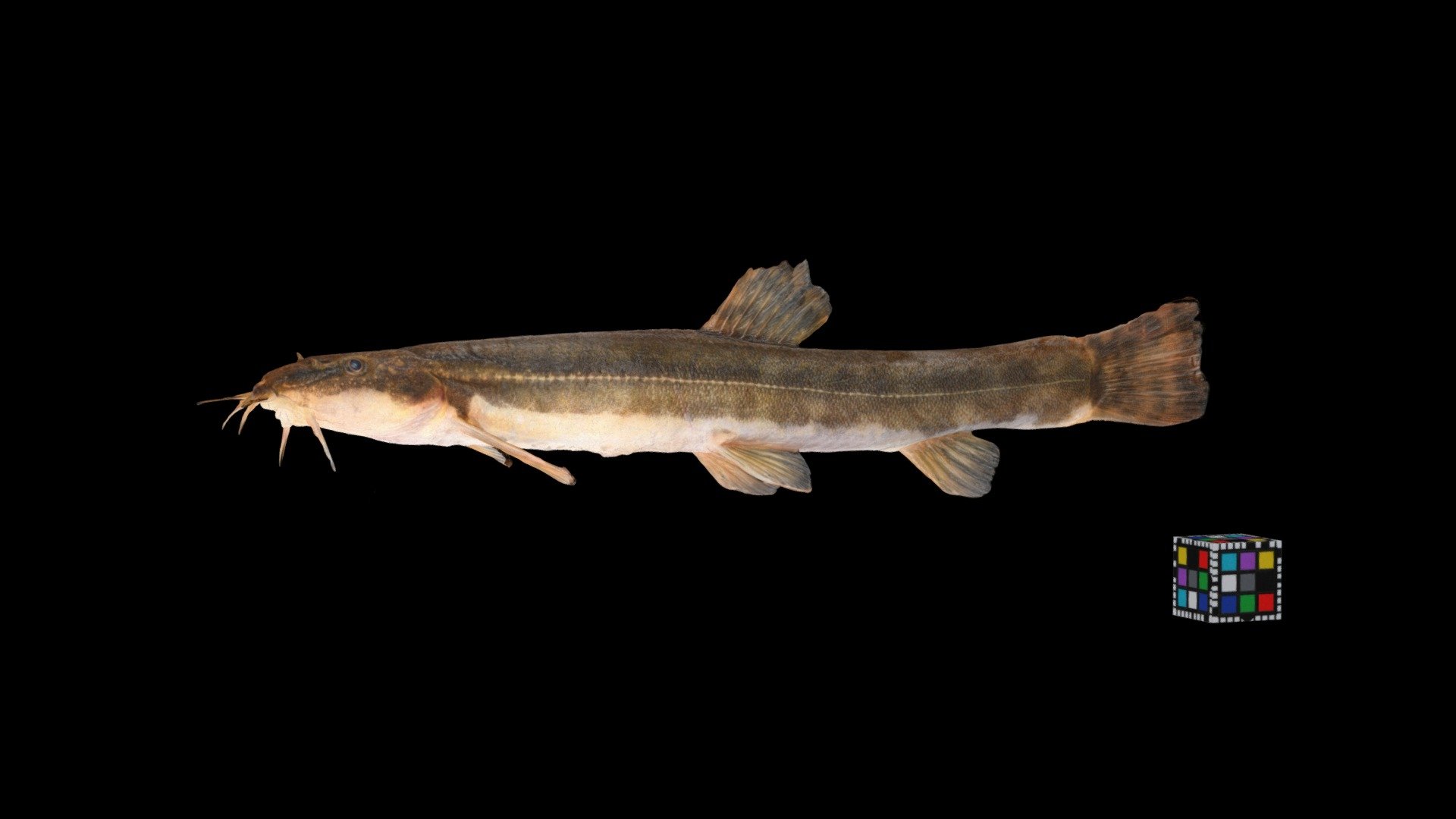 フクドジョウ Stone Loach, Barbatula oreas