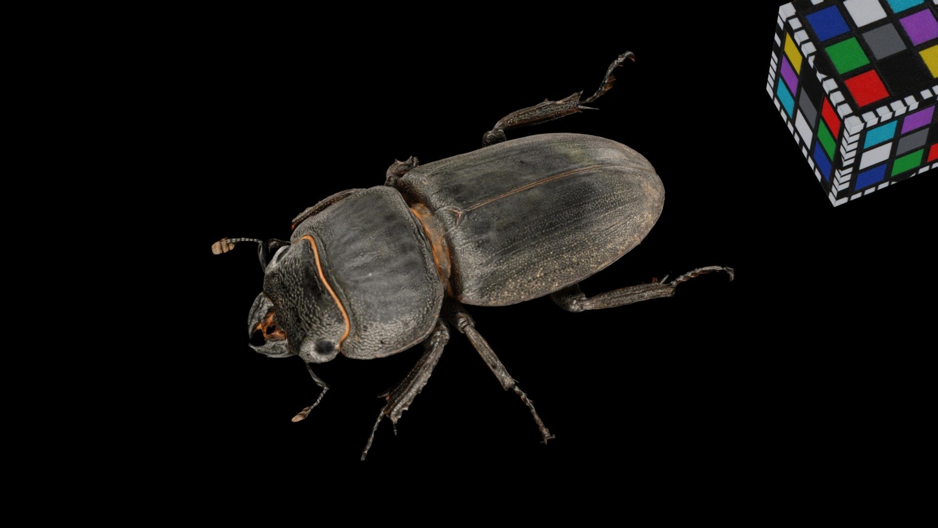 ヒラタクワガタ ♀S Hirata Stag Beetle, Dorcus titanus