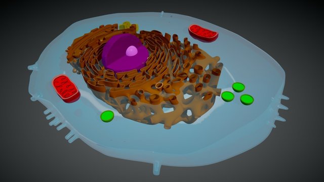 Animal cell 3D Model