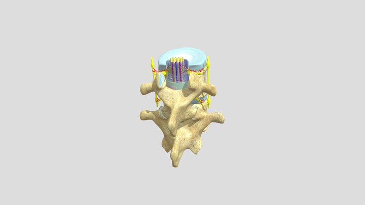 SP Root with animation 3D Model