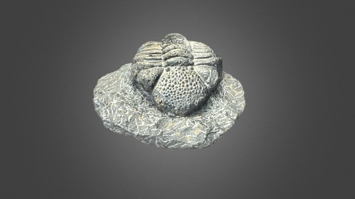 Trilobite Fossil scan 3D Model