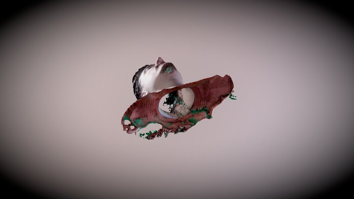 Ma heed 2 3D Model