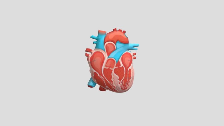 Jantung 3D Model