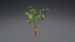 Carrot plant 3D Model