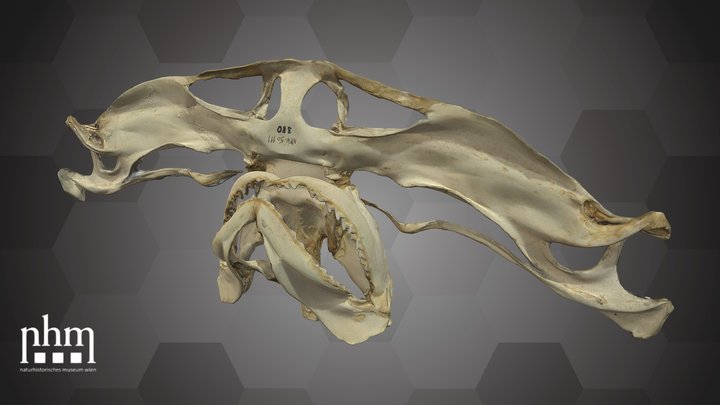Hammerhead Shark Jaw (NHMW-ZOO-FS-50111) – Free 3D Model STL