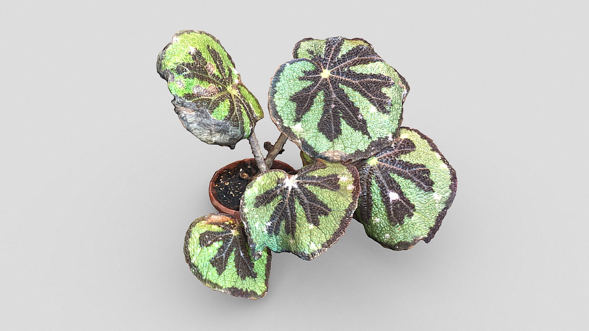 Day 209: Begonia masoniana - 1scanaday
