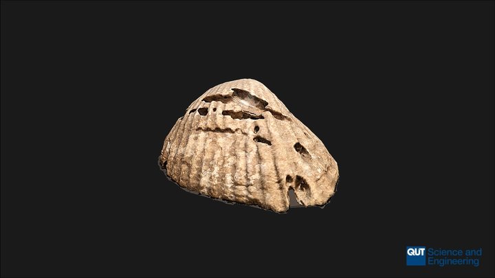 ERB102 Depositional Environments Sample 8 3D Model