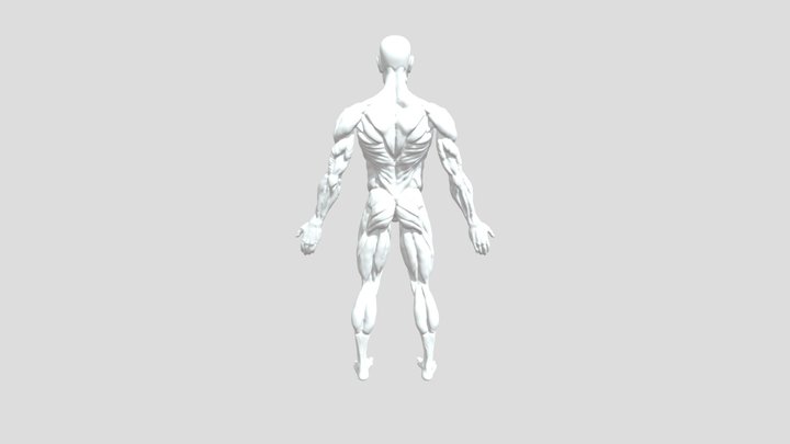 MORPHOMAN 3D Model