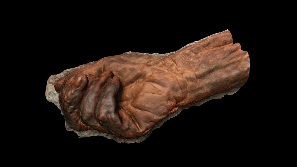 Right Hand of Bog Body Old Croghan Man - 3D model by danderson4 ...