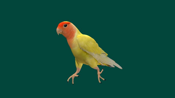 Love Birds Parrot 3D Model