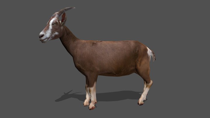 Animated Realistic Goat – 3D Animal Model 3D Model