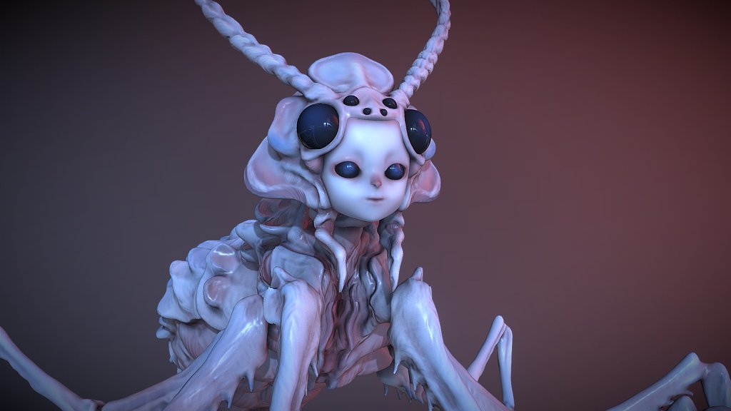 Insecta
