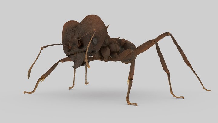 Atta vollenweideri 3D Model