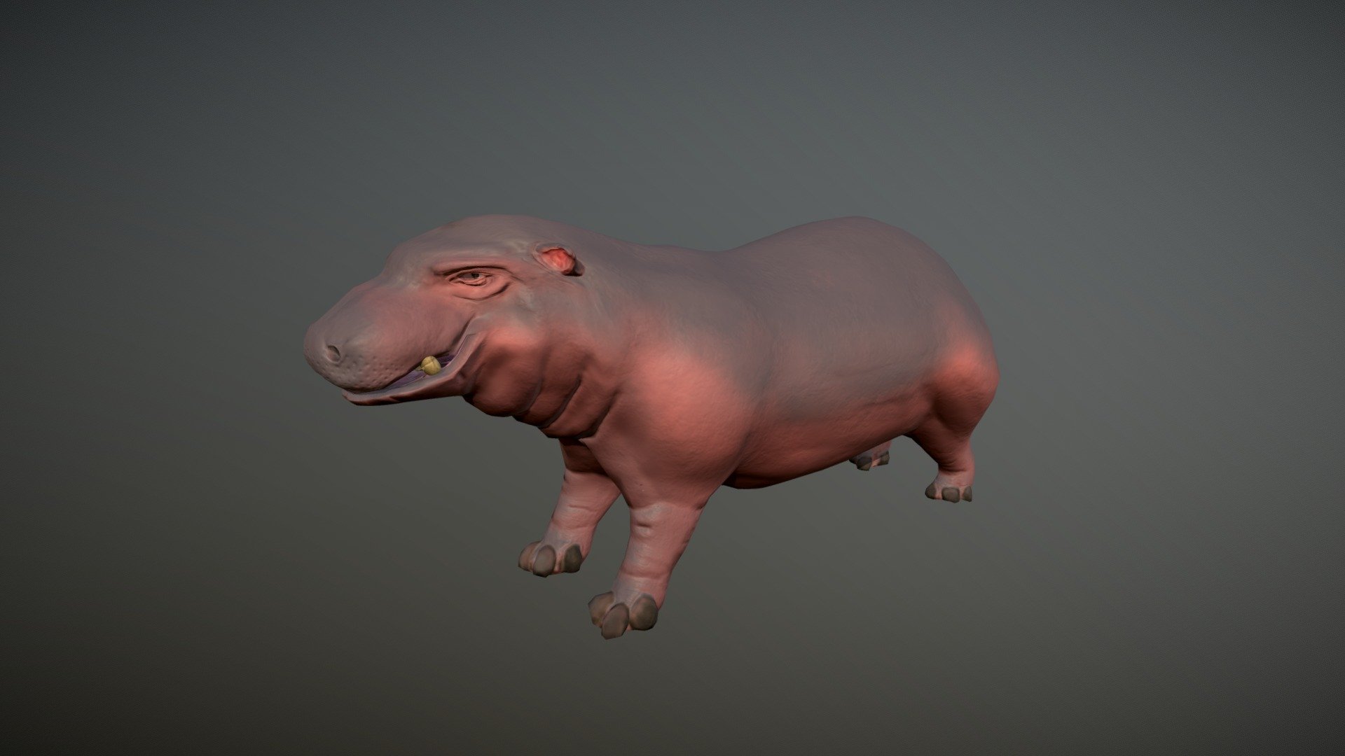 Hippopotamus 3D models - Sketchfab