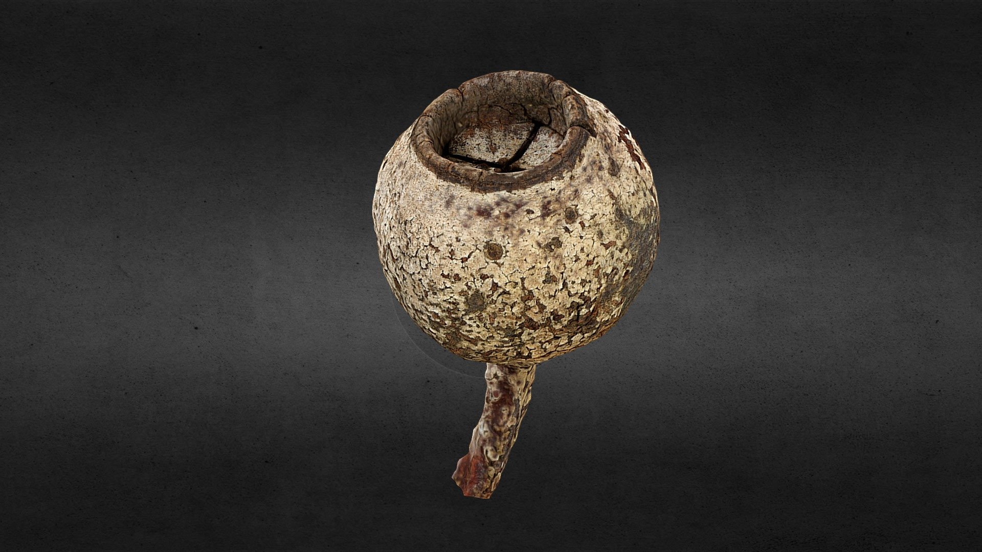 Seed Head - Metashape — Sketchfab embed 3D viewer