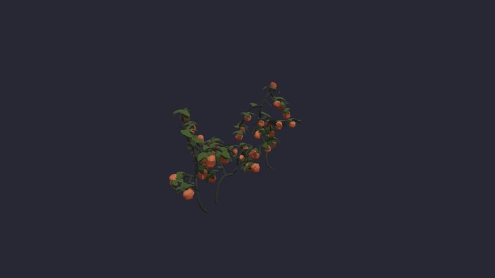 Tomato Plants