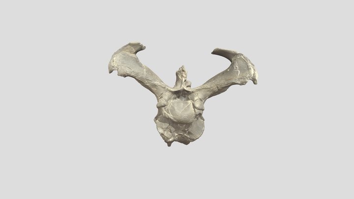 Platecarpus Cranial Fragment 3D Model