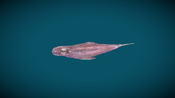前鳍吻鮋-上传 3D Model