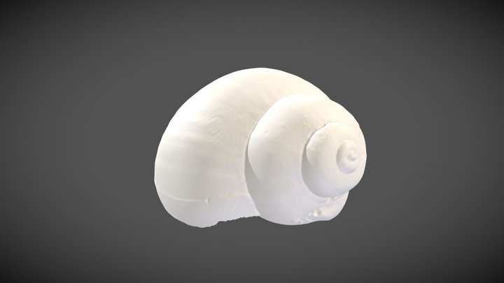 Bulinus  natalensis (Küster, 1841) – Modello 3D gratuito STL