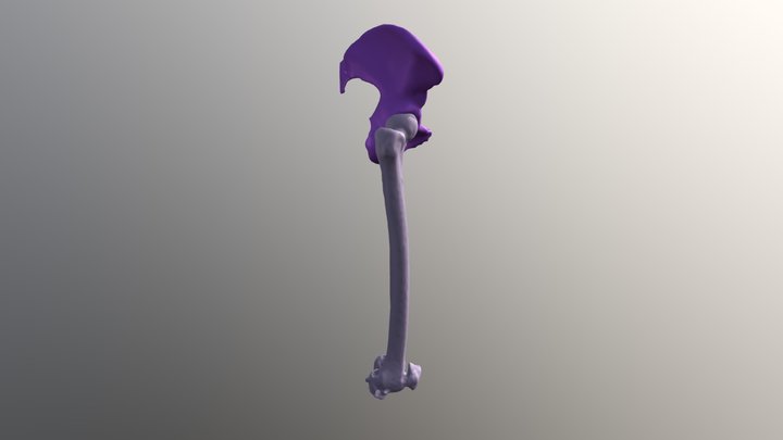 Pelvis+Femur 3D Model