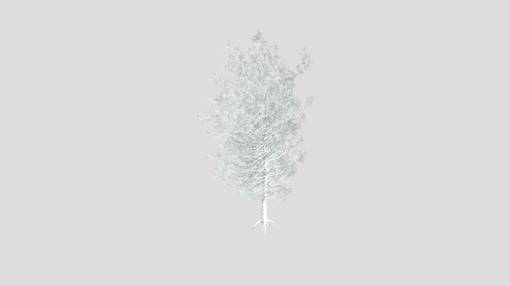 Sj Detailed Spruce Tree