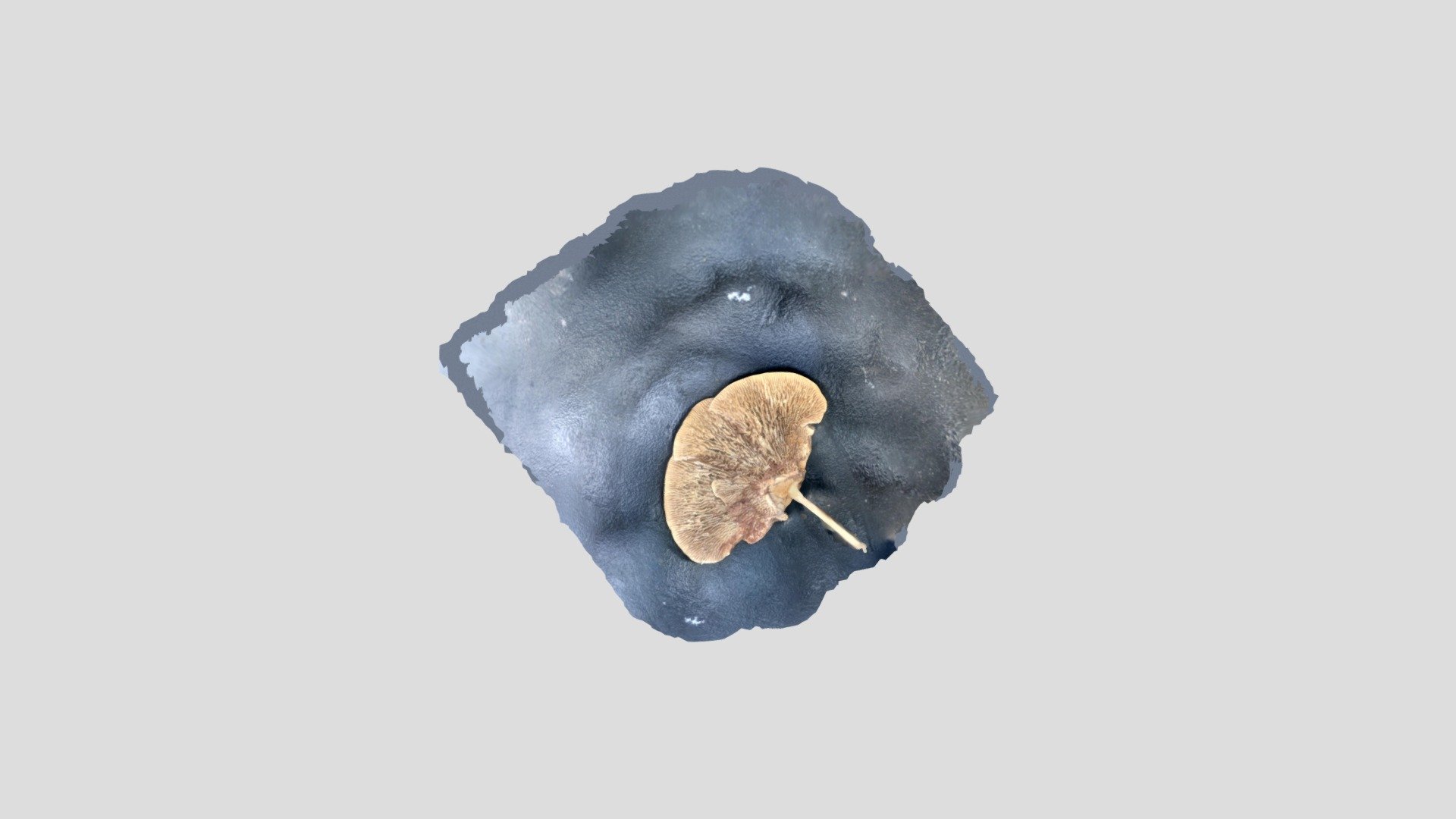 noel_mushroom_AR